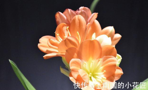 老花匠给君子兰换盆的口诀,句句在理,简单又易懂,看看没有坏处