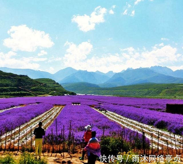 这五种花家里有只要有一盆,一年都见不到蚊子