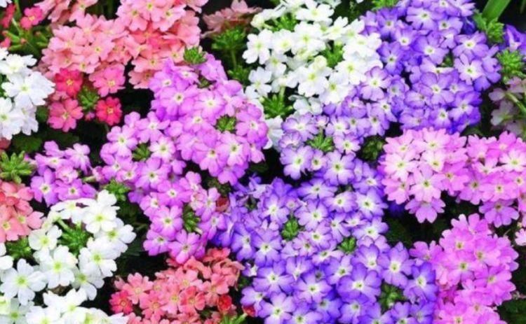 4种花漂亮易爆盆,养在家里繁花似锦,清新脱俗,懒人最爱