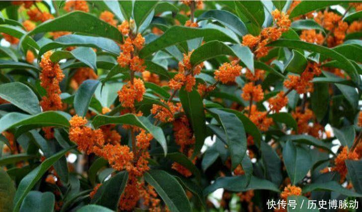 冬天养此款花卉，风吹开花旺，开完一茬接一茬