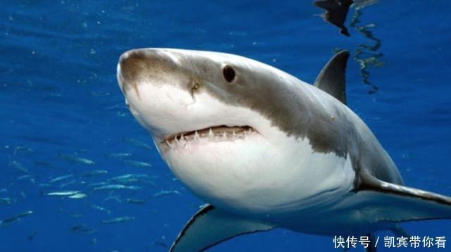 人鱼公主|斗罗大陆:海洋最强的六大“海魂兽”,四个已被击杀,三个是一家
