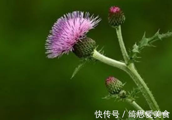药食|农村常见的野草，叶子长满了刺，是药食同源的植物，浑身是宝