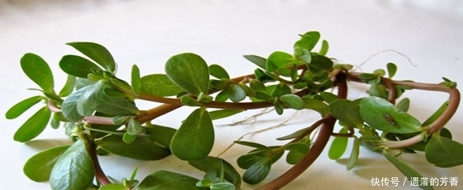 虛寒性出血|農村這種植物可以炒肉吃,也可以涼拌,用泡的水洗澡對皮膚很好