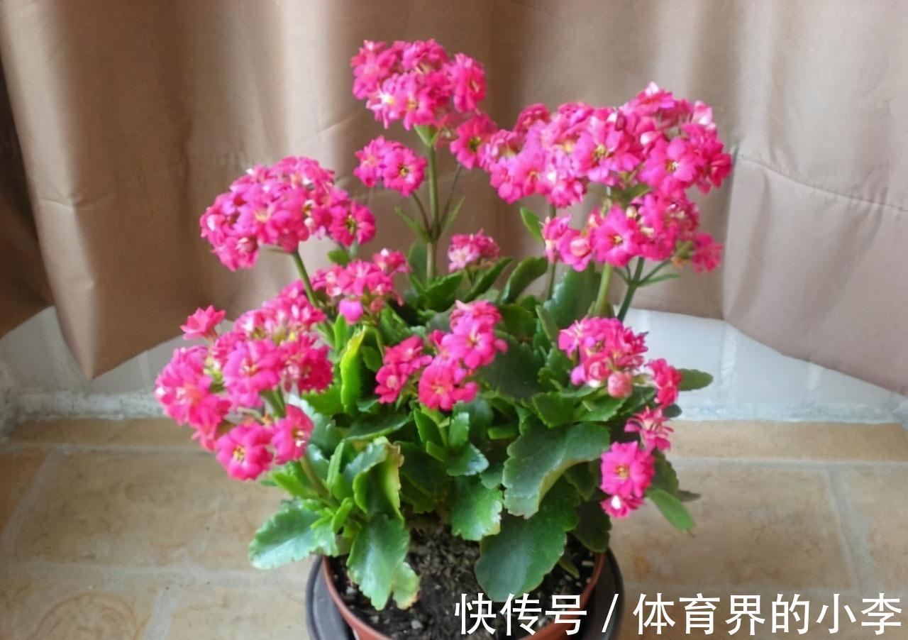 大爷养长寿花,土里埋根它,长寿花蹭蹭狂长,一盆开花几十朵