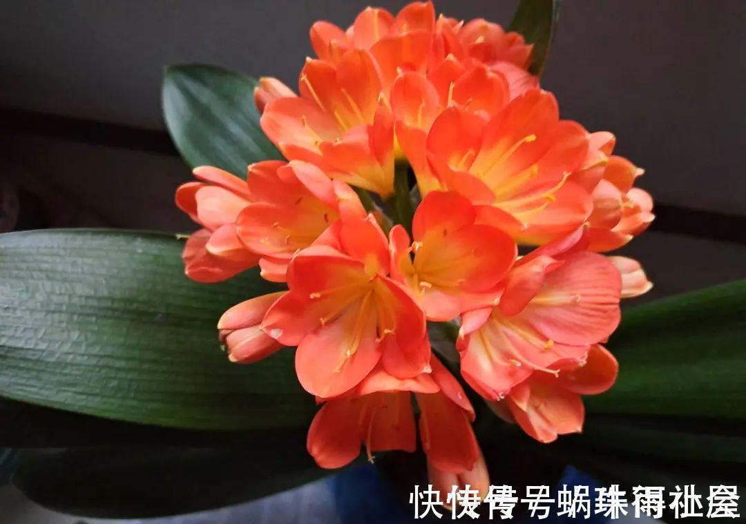 君子兰|30℃以上,10种花就先别养了,买一盆死一盆,别怪我没提醒你