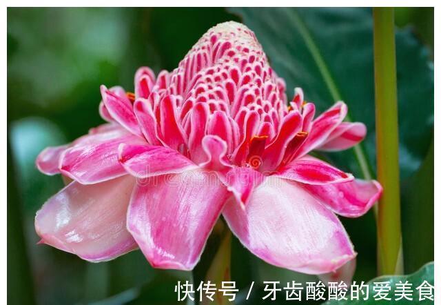 老话“生姜开花，墙倒屋塌”有道理吗？生姜为何会开花？