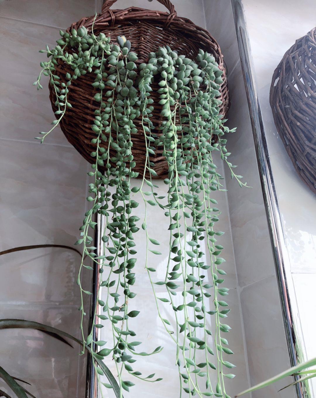 家里养盆它,挂窗边垂下2米绿窗帘,一开花更美!