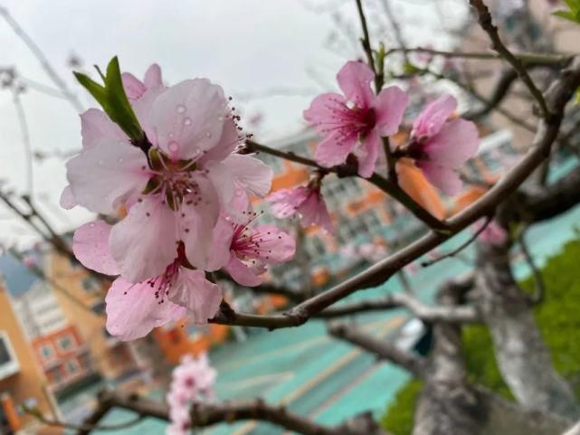 舒卷烟霞自掩映，半山芳菲绕窗棂 ——开元邀你来赏花（一）