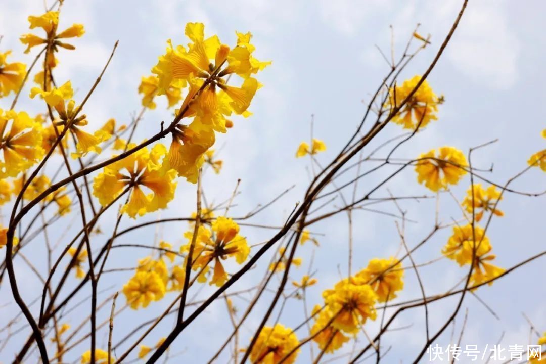 高校“校花”大比拼