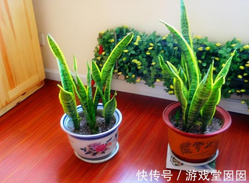 虎皮兰有“3喜2怕”，难怪不爱长新芽，现在纠正也不晚