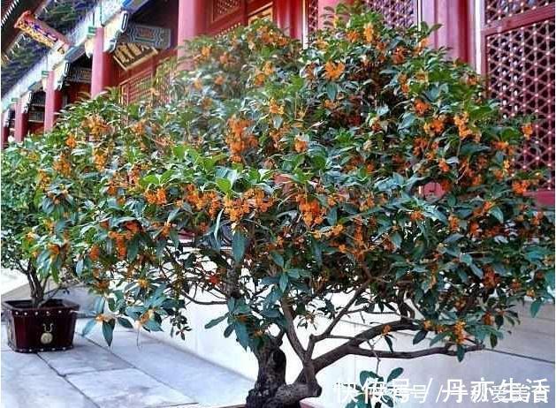 花卉|这三种树最适宜养在客厅，比香水都香，亲戚来了都说好