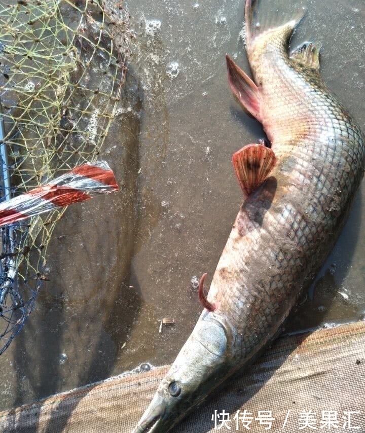 鱼塘里如果有一条这种鱼,这个鱼塘基本就废了!