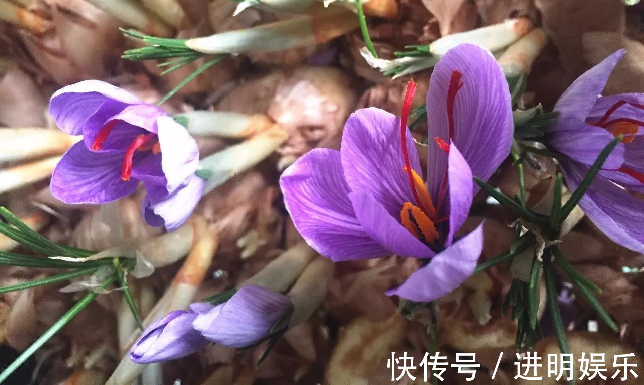 此花优雅娇柔,散发着芳香,观赏价值极高,代表着快乐和等待你