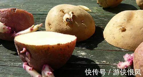 盆栽|发芽的土豆有毒不敢吃,养成盆栽1颗变10颗,老人特别喜欢