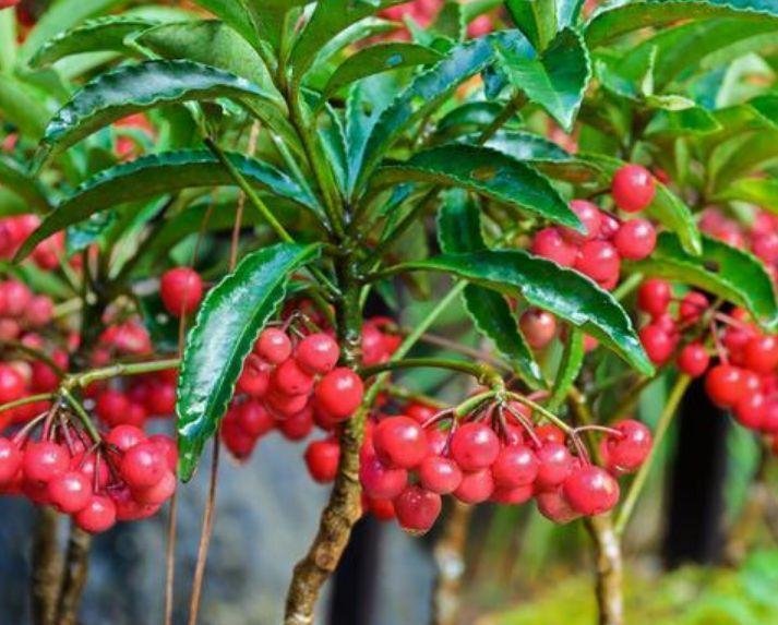 养花就养这几款，全年开花不停，花姿妖娆，繁花似锦，姿色艳丽