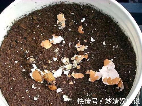 有机肥|家里养花,2种东西掺盆里,土壤疏松透气,比淘米水强10倍!