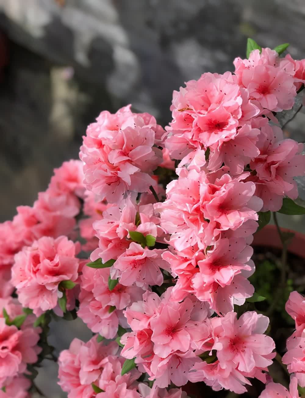 杜鹃花的五大品系,各有特色,你值得拥有