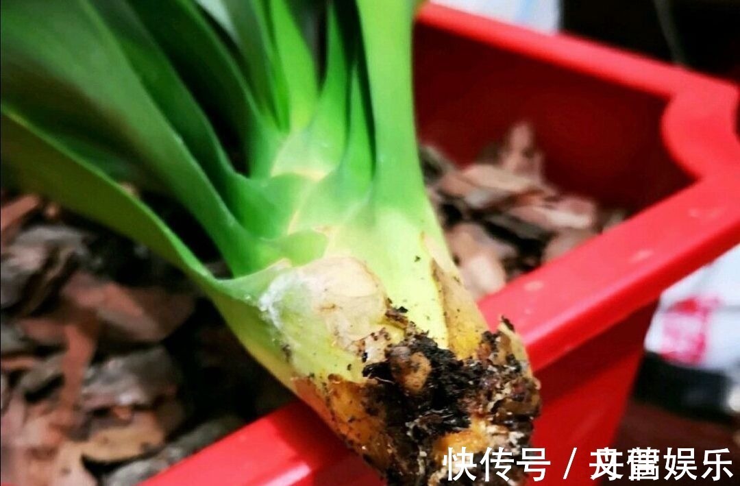 6种花怕水涝，勤快人养不好，浇水多了就烂根