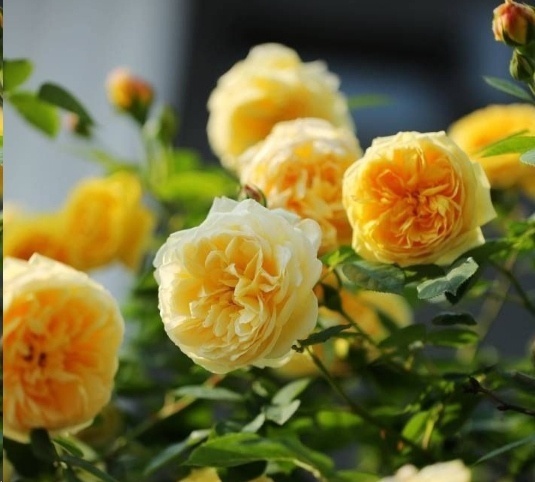 光照|7种一年四季开花的植物，阳台养一盆，天天有花看！