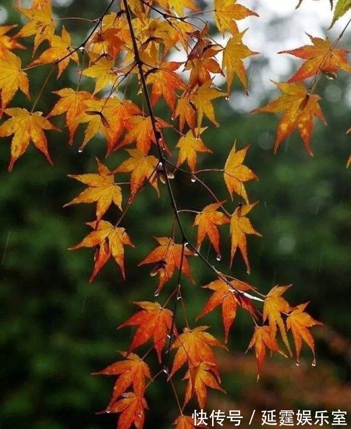 自由的人&有一句宋诗写“人生难得秋前雨”,你能读懂诗人的意思吗?