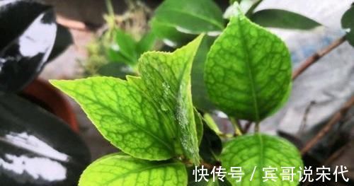 死亡|茶花养不好,死亡,掉叶,黄叶,问题出在土,1种粉末就能解决