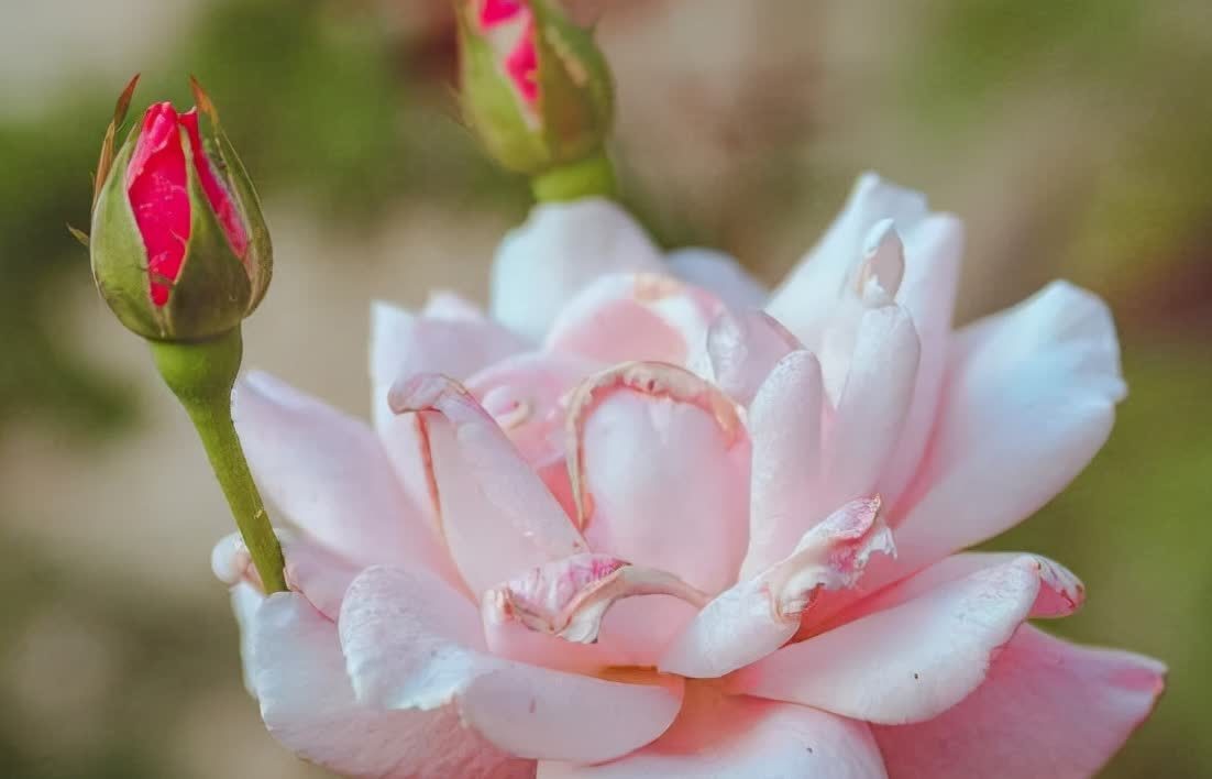 格局$有人不喜欢你,别生气,记住莫言的两句话,既解气又有格局