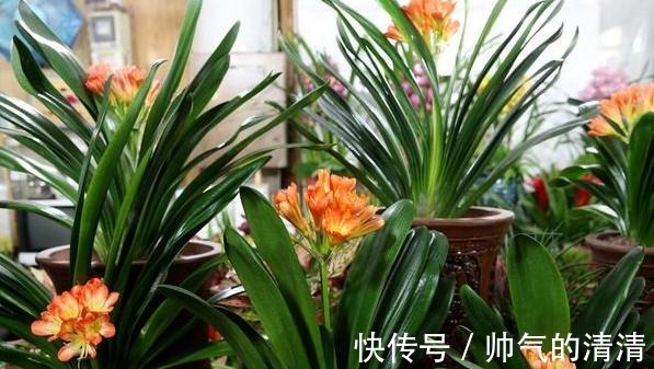 新芽|如何养殖君子兰,侧芽蹭蹭往外冒施肥用它们,盆栽新芽窜不停
