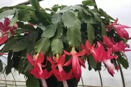 蟹爪兰|蟹爪兰茶花栀子花老是落蕾，学会这招分分钟开花