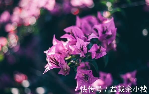 磷酸二氢钾|三点做不好,三角梅盛花期无花可开,好看的三角梅都是别人家的