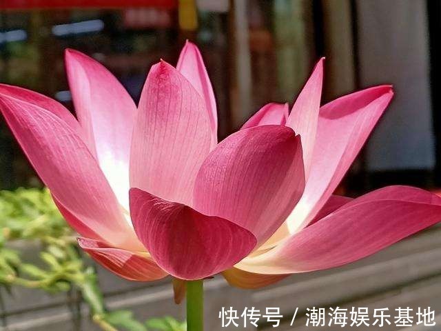 12个月各有各的花神,你出生在几月,你的花神就是它