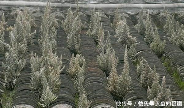 房神|几十年的老瓦房，房顶都爱长“多肉”，看见别拔了，很难得！