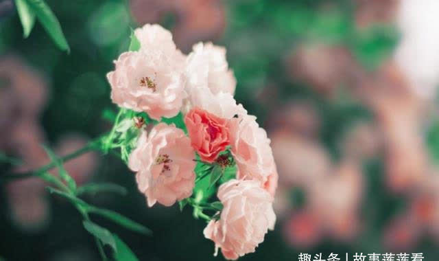 丝花|3天后，桃花再开，爱情重来，不舍旧爱，重归于好，终于如愿以偿