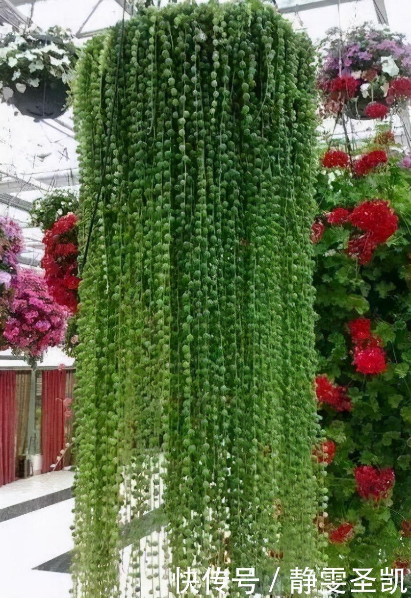 容易爆盆的“3种”吊兰,挂起来养在阳台,就像“绿窗帘”