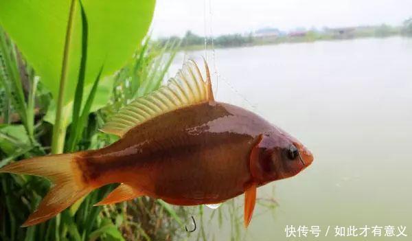 发明|朱元璋逼着朱棣发明了一道菜, 只赏赐给臣子吃, 他自己从来不吃!