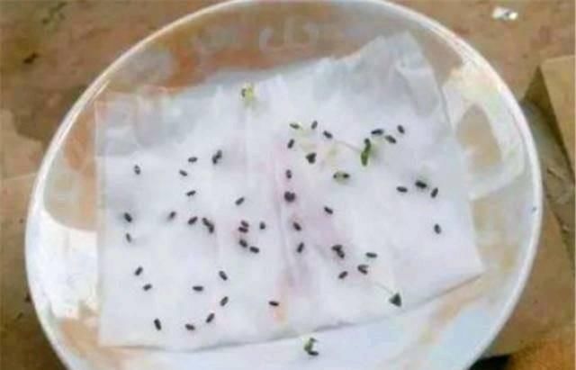 酸碱度|用白糖、白醋来养花,全都比不过1勺“白粉末”,除虫沤肥效果好