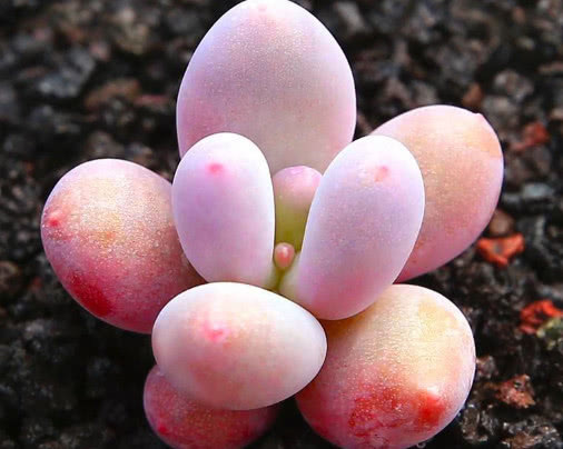 多肉桃美人圆润肥硕，教你养桃美人的3个小妙招，生长旺盛还漂亮