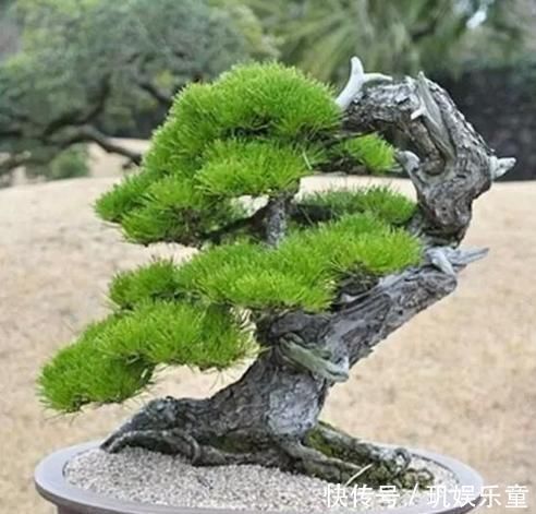 黄杨树|这“3种树”平凡不起眼，做成盆景贵气十足，养上3年，价格翻几倍