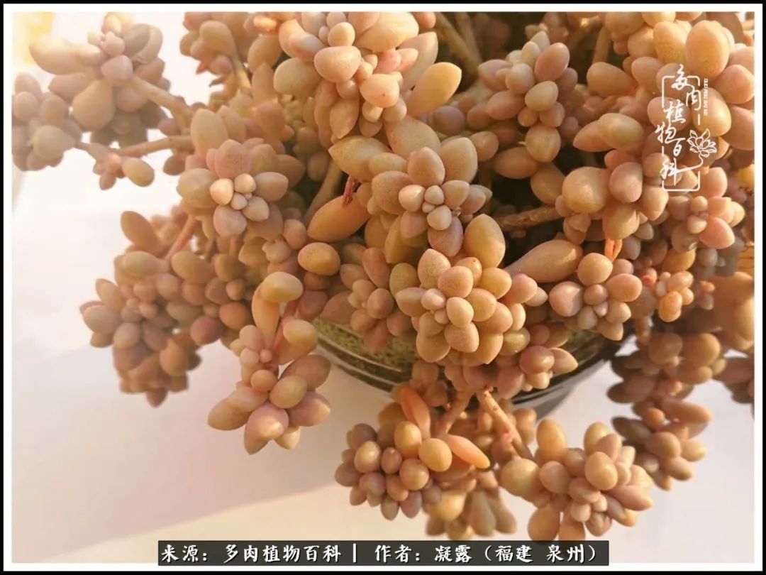 喜欢养肉,喜欢赏肉,更喜欢拍,如此怎能不掉肉坑