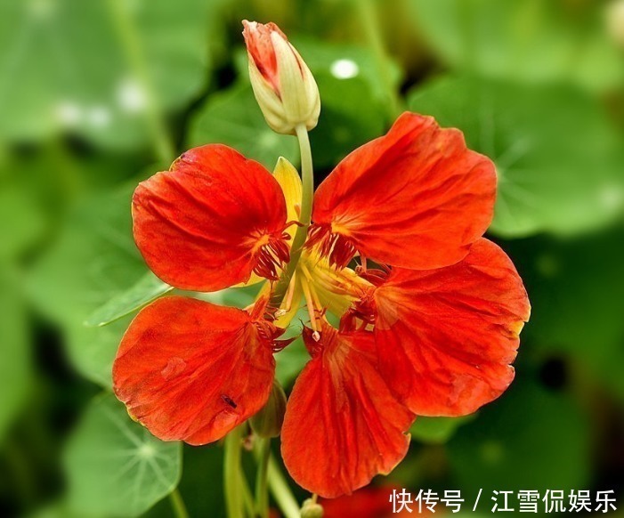 此花为旱地上的荷花,花朵如群蝶飞舞,也代表着随遇而安的寓意