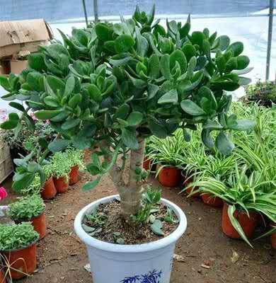 4种常见花卉，不爱喝水，想养好就得“旱”，越旱长得越旺