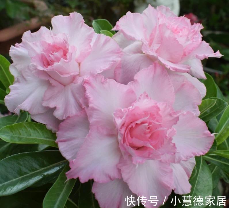 阳台上|适合夏天秋天养的4种花，花色很美，只要温度高，就会一直开花