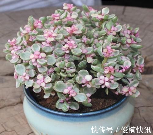 家中养一盆金枝玉叶,满足这些条件,还能开花,长成传家宝