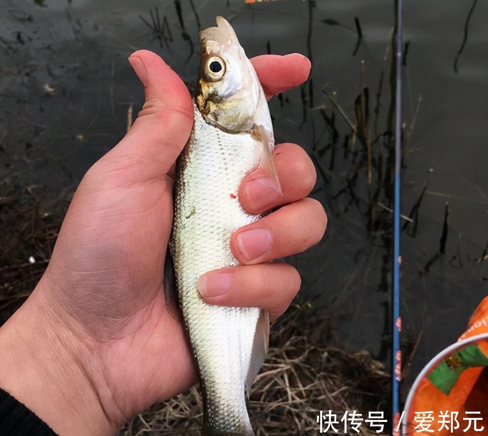 冬钓|一说冬钓,就是鲫鱼,试试这几种目标鱼,冬季给口也很好