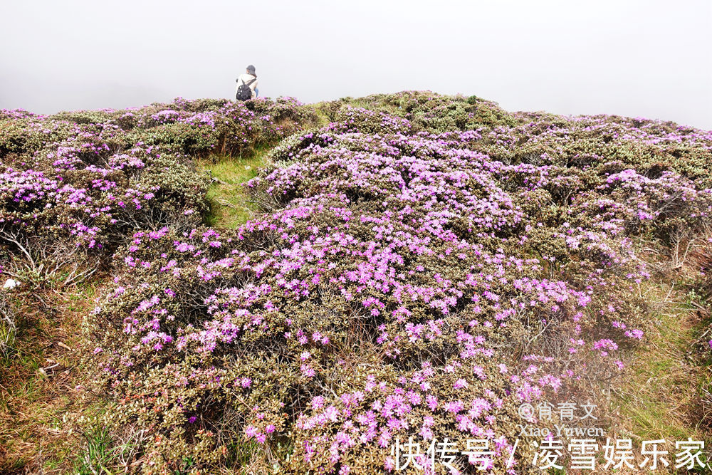 云南|已到山花烂漫时，到云南观鸟，无疑是度过完美夏天的最佳方式