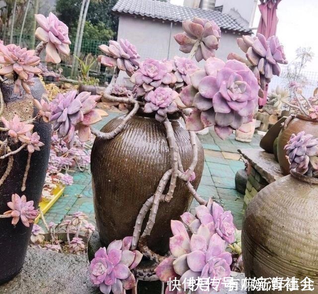 她用2年时间,把多肉养成“悬崖老桩”,总结了3个实用方法!