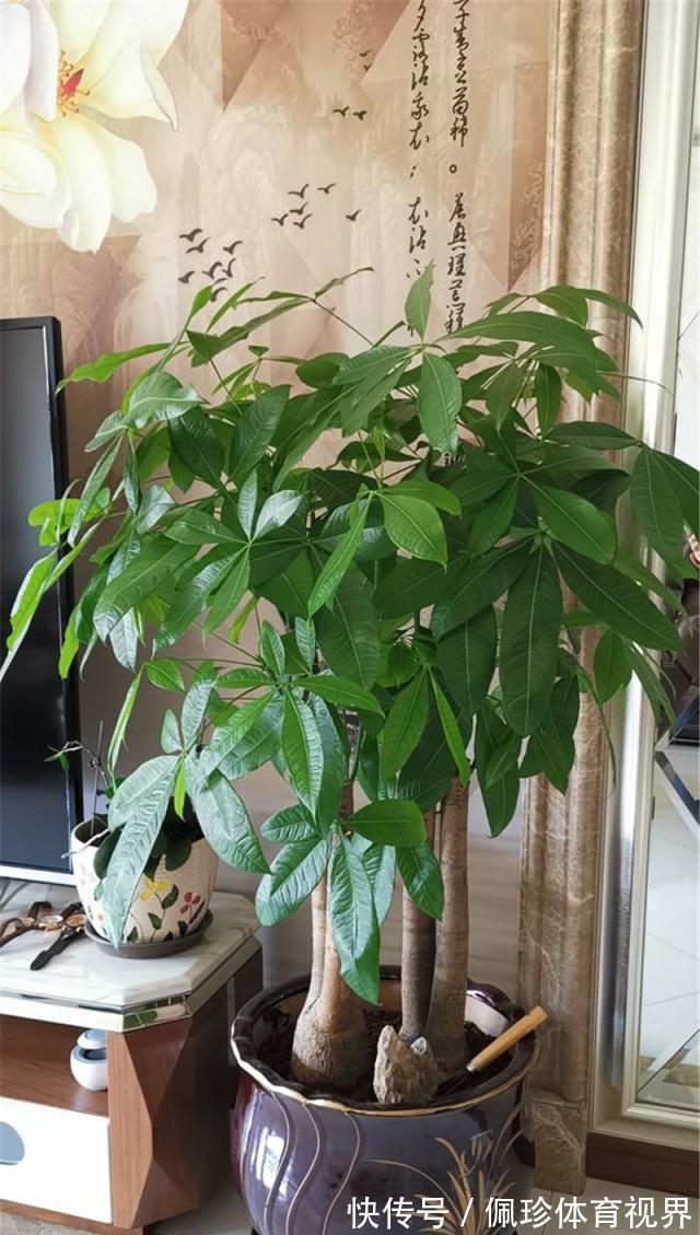 分享9种有格调的“旺财花”,除了好看,还吉祥,寓意财源滚滚