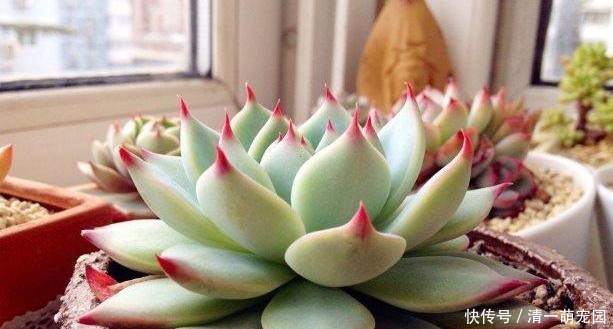 春天盆栽多肉爱生虫?别再头疼怎么除掉了,用它们分分钟解决