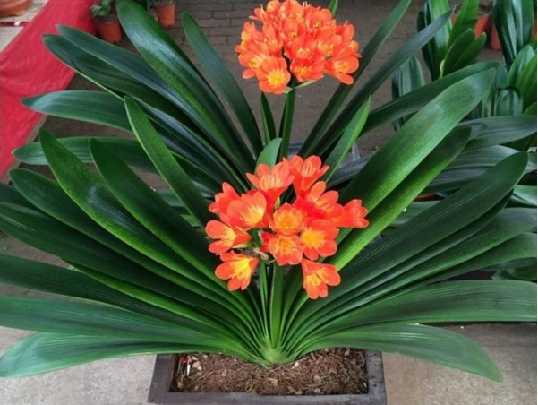 君子兰烂根怎么办只需简单3步来处理，重新生根长势更好