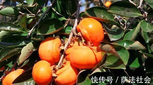 润肺|天然“养肺”的5种食物,每天换着吃,润肺解毒,让肺更健康