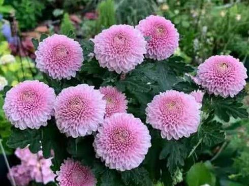 喜欢养菊，不如养盆“优良名菊”乒乓菊，花似乒乓，绚丽多彩